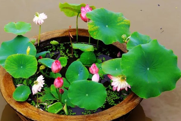 家养荷花何时施肥，栽种前施加足量的基肥