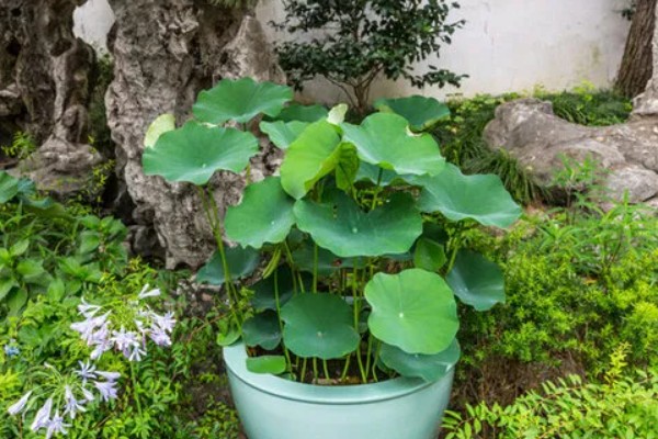 家养荷花何时施肥，栽种前施加足量的基肥
