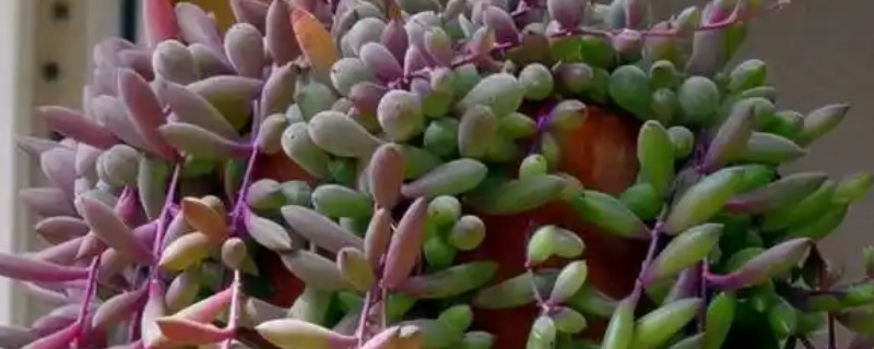 养殖紫玄月要用深盆吗，用浅盆更容易吸收水分和养分