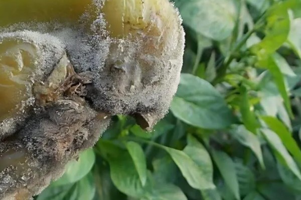 辣椒灰霉病如何防治，可喷洒嘧菌酯悬浮剂、腐霉利可湿性粉剂等