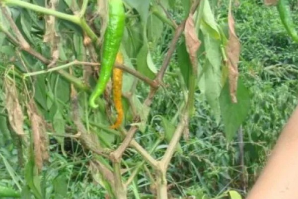 辣椒灰霉病如何防治，可喷洒嘧菌酯悬浮剂、腐霉利可湿性粉剂等