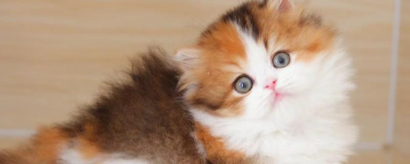 猫咪感染寄生虫的主要原因，可能是乱吃东西所致