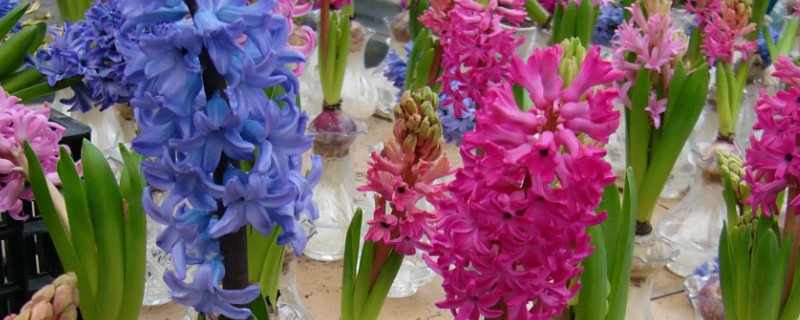 适合水培的花卉有哪些,常见的有风信子、碗莲、水仙花等