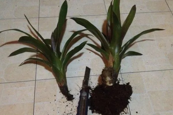 鸿运当头一年的开放次数，花期为6-10月份一年只会开放一次