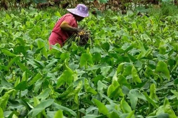 怎么防治慈姑叶斑病，收获后清理病残体并集中销毁