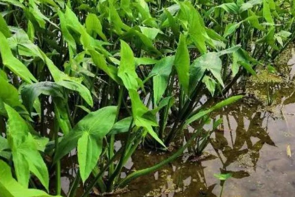 怎么防治慈姑叶斑病，收获后清理病残体并集中销毁