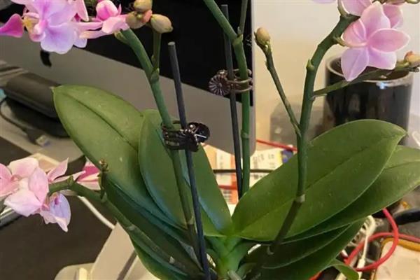 蝴蝶兰花多久浇水一次，冬天可以每7-10天浇一次