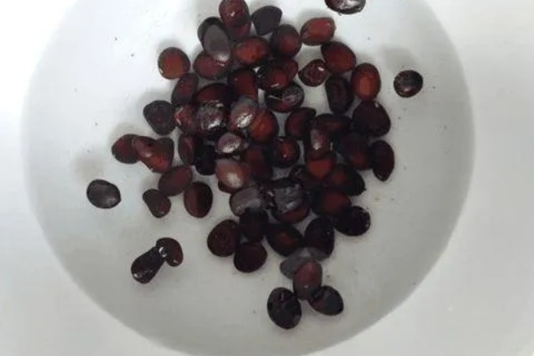 西瓜卷叶用哪种农药，可选择溴氰菊酯、乐果乳油等