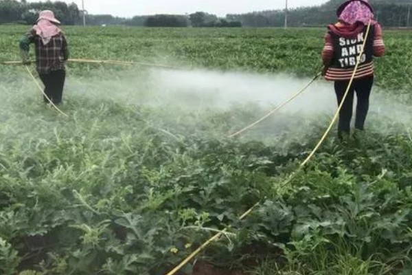 西瓜卷叶用哪种农药，可选择溴氰菊酯、乐果乳油等