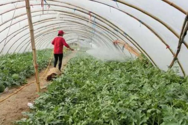 西瓜卷叶用哪种农药，可选择溴氰菊酯、乐果乳油等