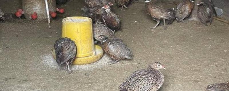 养活野鸡的方法，舍养和放养相结合是最佳方式