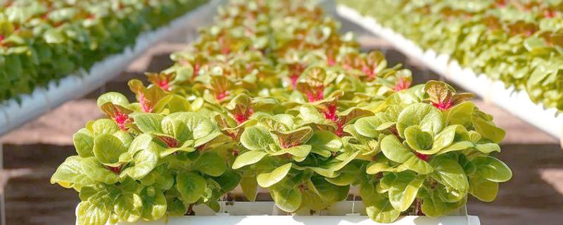 大棚种什么可以快速挣钱，反季节水果、蘑菇、香草等作物值得考虑