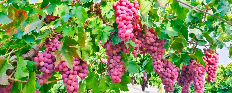 红提葡萄病害的防治方式，需及时喷药