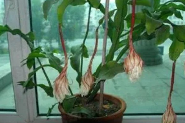 盆栽昙花的养殖方法,放置在能照射到散射光的地方