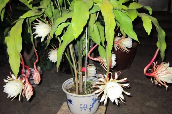 盆栽昙花的养殖方法,放置在能照射到散射光的地方