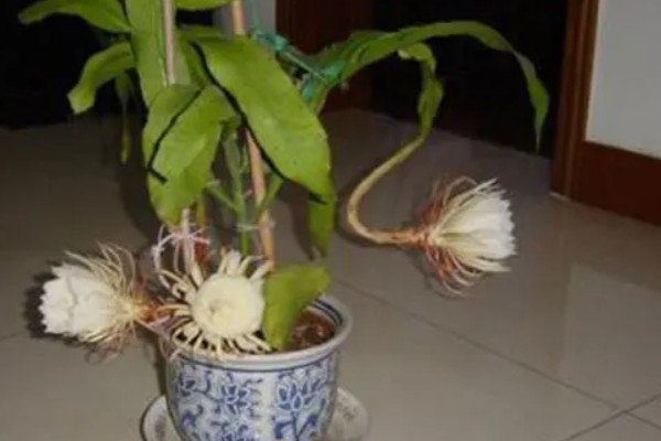 盆栽昙花的养殖方法,放置在能照射到散射光的地方