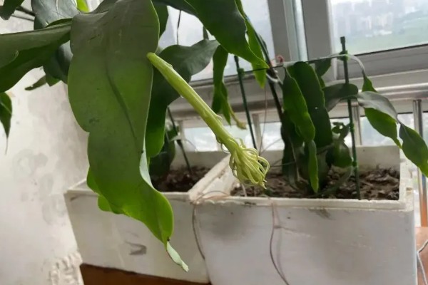 盆栽昙花的养殖方法,放置在能照射到散射光的地方