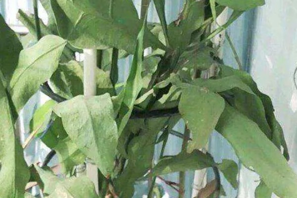 盆栽昙花的养殖方法,放置在能照射到散射光的地方