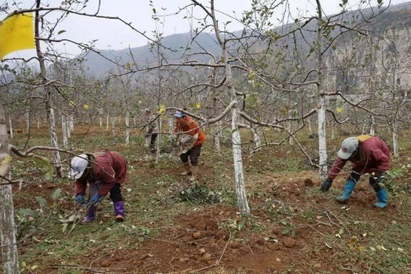 果树食心虫如何防治，可人工防治也可物理防治