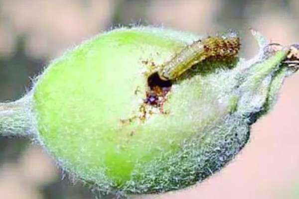 果树食心虫如何防治，可人工防治也可物理防治