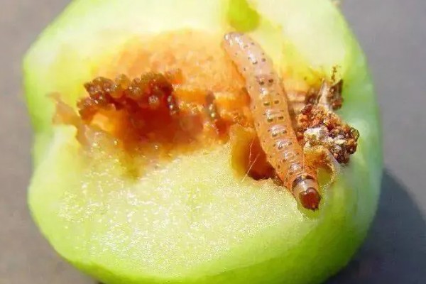 果树食心虫如何防治，可人工防治也可物理防治