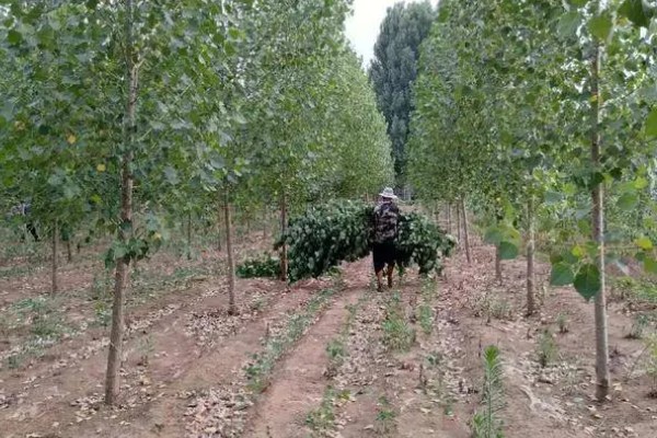 果树食心虫如何防治，可人工防治也可物理防治