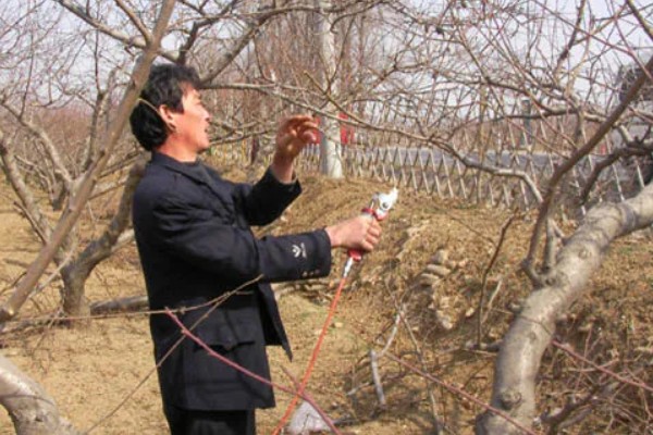 果树食心虫如何防治，可人工防治也可物理防治
