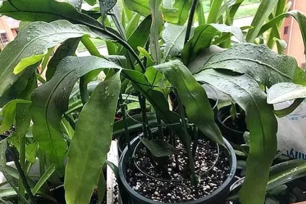 盆栽昙花的养殖方法,放置在能照射到散射光的地方