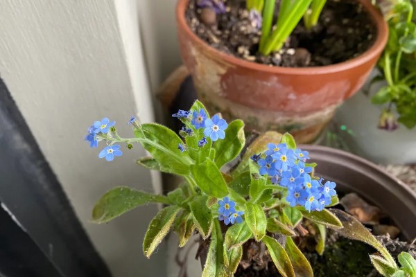 勿忘我的花语，颜色不同花语不同