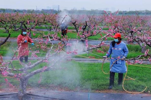 桃树什么时候用多效唑，早春在发芽前使用