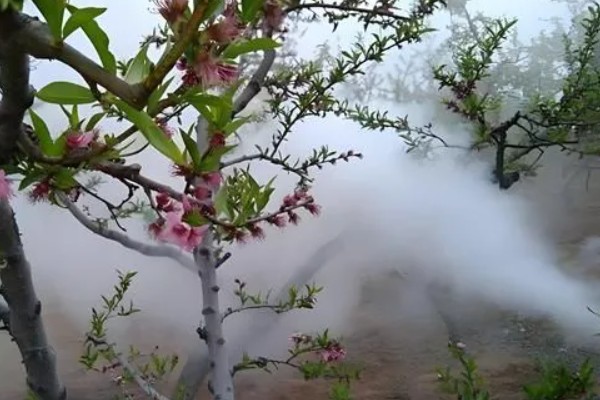 桃树什么时候用多效唑，早春在发芽前使用
