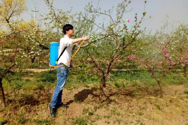 桃树什么时候用多效唑，早春在发芽前使用