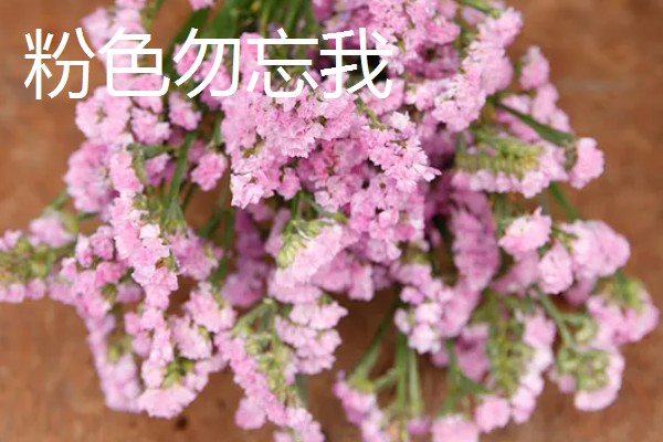 勿忘我的花语，颜色不同花语不同
