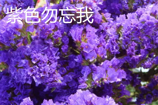 勿忘我的花语，颜色不同花语不同