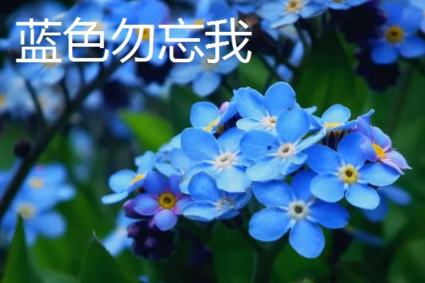勿忘我的花语，颜色不同花语不同
