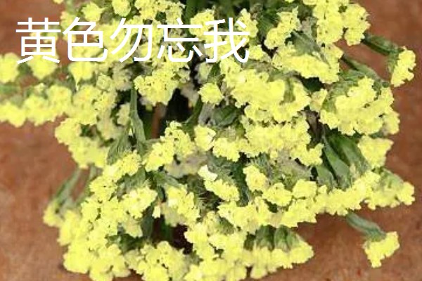 勿忘我的花语，颜色不同花语不同