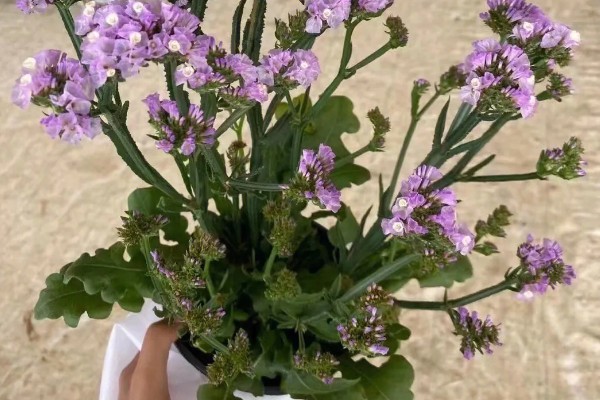 勿忘我的花语，颜色不同花语不同