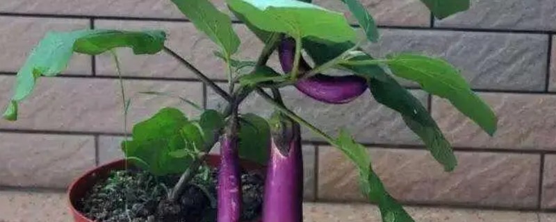 阳台种茄子要授粉吗，是需要授粉的