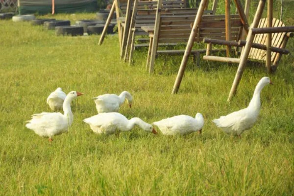 养鹅只吃草会饿死吗，不会饿死但会营养不良