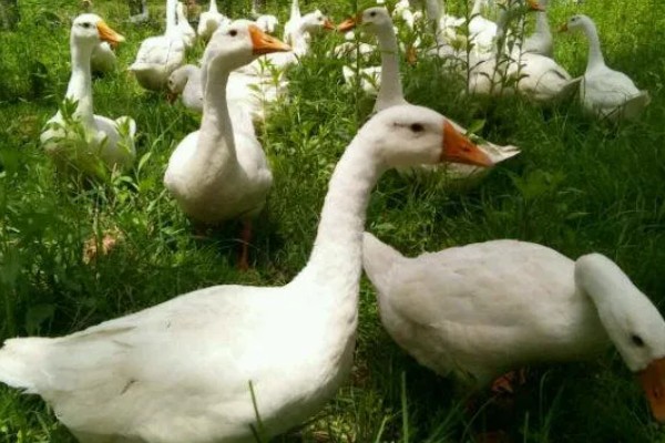 养鹅只吃草会饿死吗，不会饿死但会营养不良