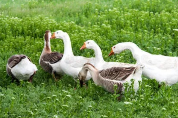 养鹅只吃草会饿死吗，不会饿死但会营养不良