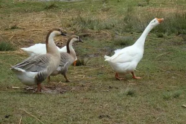 养鹅只吃草会饿死吗，不会饿死但会营养不良