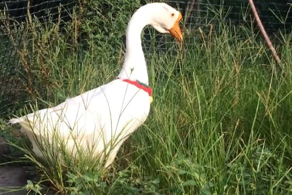 养鹅只吃草会饿死吗，不会饿死但会营养不良