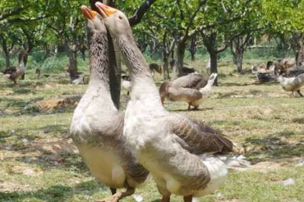 养鹅只吃草会饿死吗，不会饿死但会营养不良