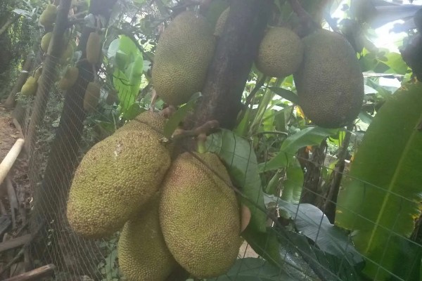 四季菠萝蜜四季都能结果吗，管理得当是可以四季开花结果