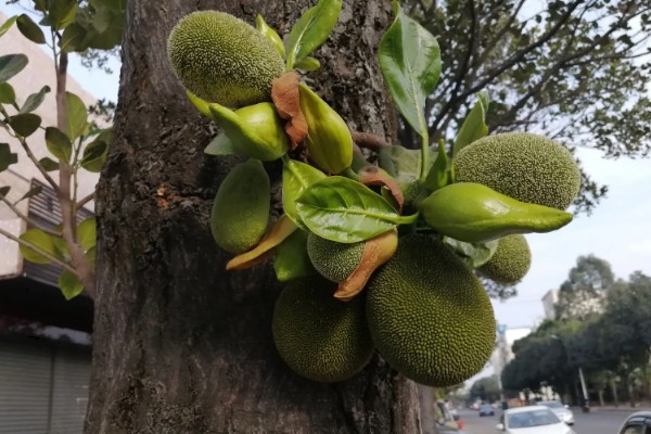 四季菠萝蜜四季都能结果吗，管理得当是可以四季开花结果