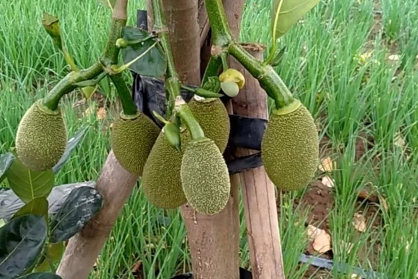 四季菠萝蜜四季都能结果吗，管理得当是可以四季开花结果