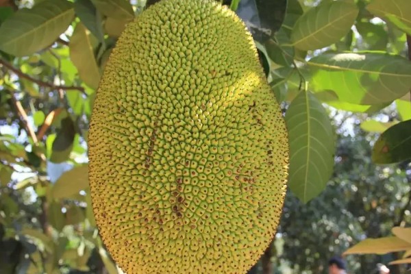 四季菠萝蜜四季都能结果吗，管理得当是可以四季开花结果