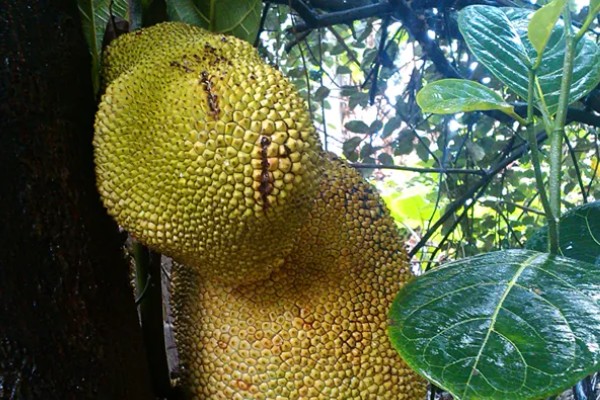 四季菠萝蜜四季都能结果吗，管理得当是可以四季开花结果