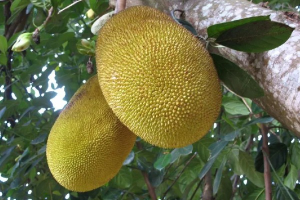四季菠萝蜜四季都能结果吗，管理得当是可以四季开花结果
